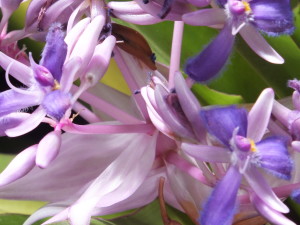 Silverton Tulips 020